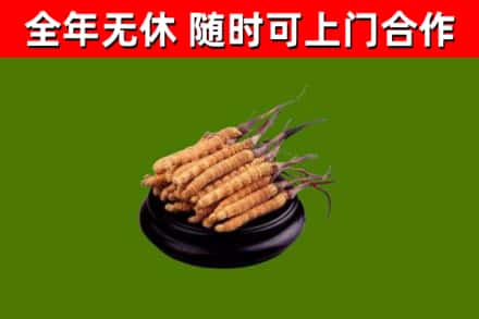 芜湖烟酒回收冬虫夏草.jpg